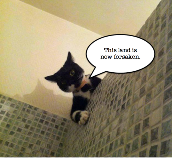 shower sex cat