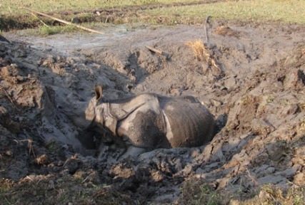 rhino-trapped-in-mud-pit-090115
