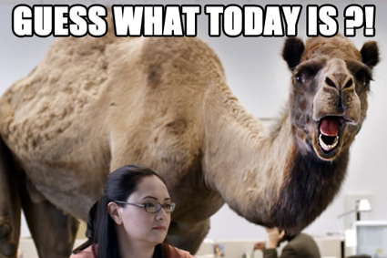 hump-day-camel_425